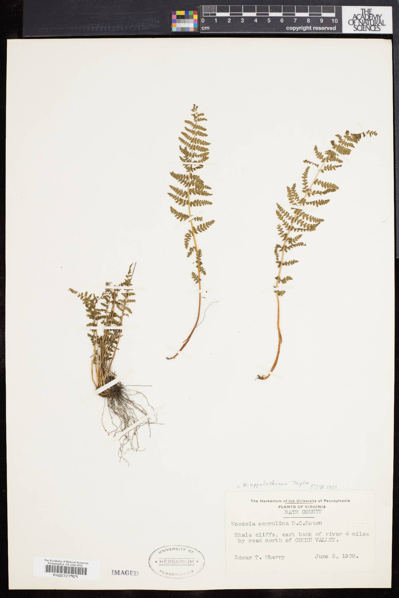 Woodsia appalachiana image