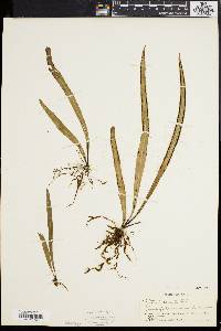 Media resource of Vittaria remota