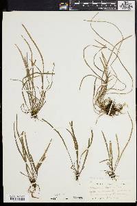 Vittaria graminifolia image