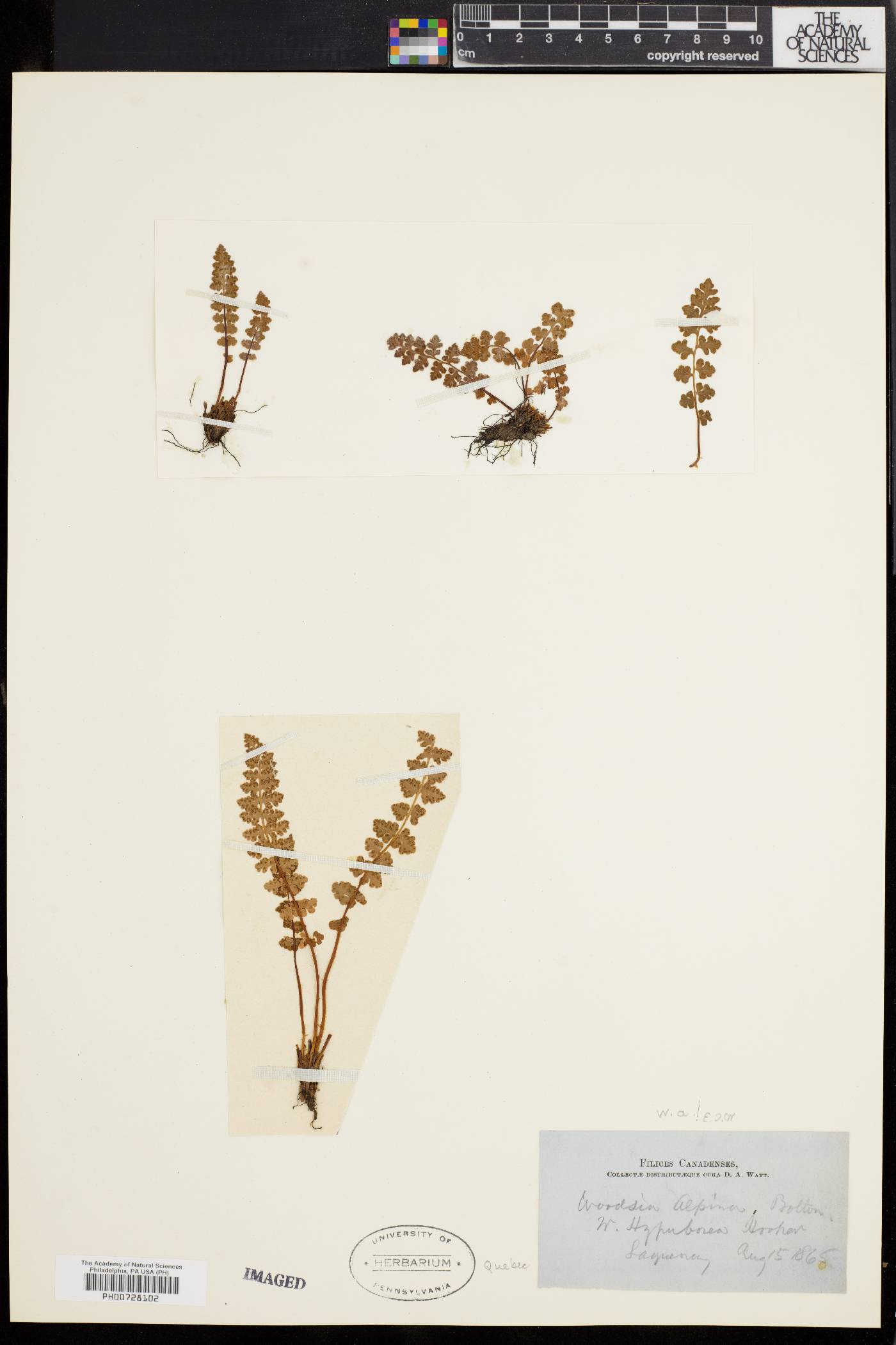 Woodsia alpina image