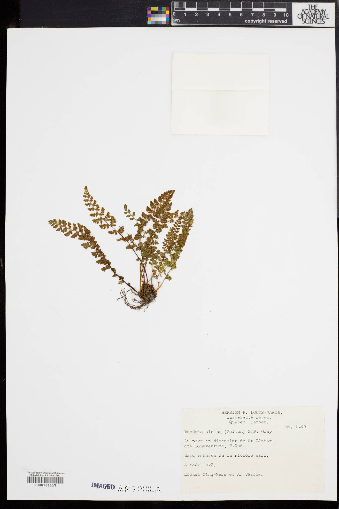 Woodsia alpina image