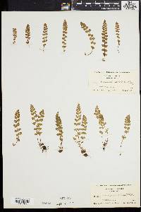 Woodsia alpina image