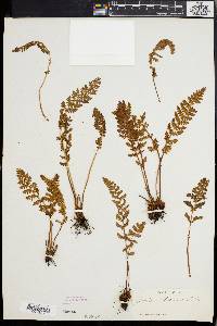 Woodsia ilvensis image