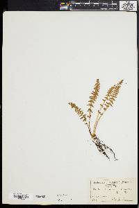 Woodsia ilvensis image