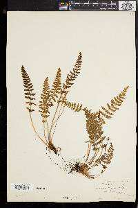 Woodsia ilvensis image