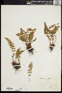 Woodsia ilvensis image