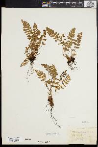 Woodsia ilvensis image