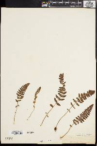 Woodsia ilvensis image