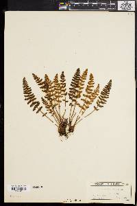 Woodsia ilvensis image