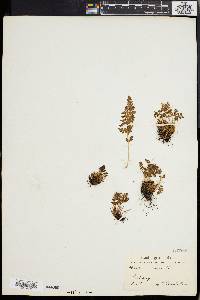 Woodsia ilvensis image