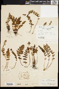 Woodsia ilvensis image