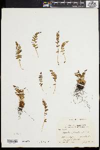 Woodsia ilvensis image