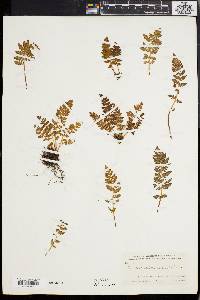 Woodsia ilvensis image