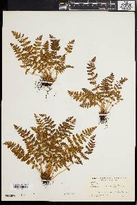 Woodsia ilvensis image