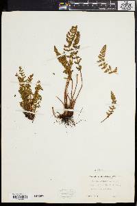 Woodsia ilvensis image