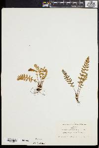 Woodsia ilvensis image