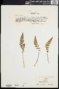 Woodsia ilvensis image