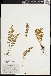 Woodsia ilvensis image