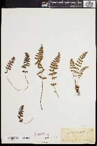 Woodsia ilvensis image