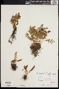 Woodsia ilvensis image