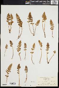 Woodsia ilvensis image