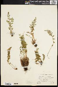 Woodsia ilvensis image