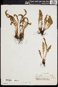 Woodsia ilvensis image