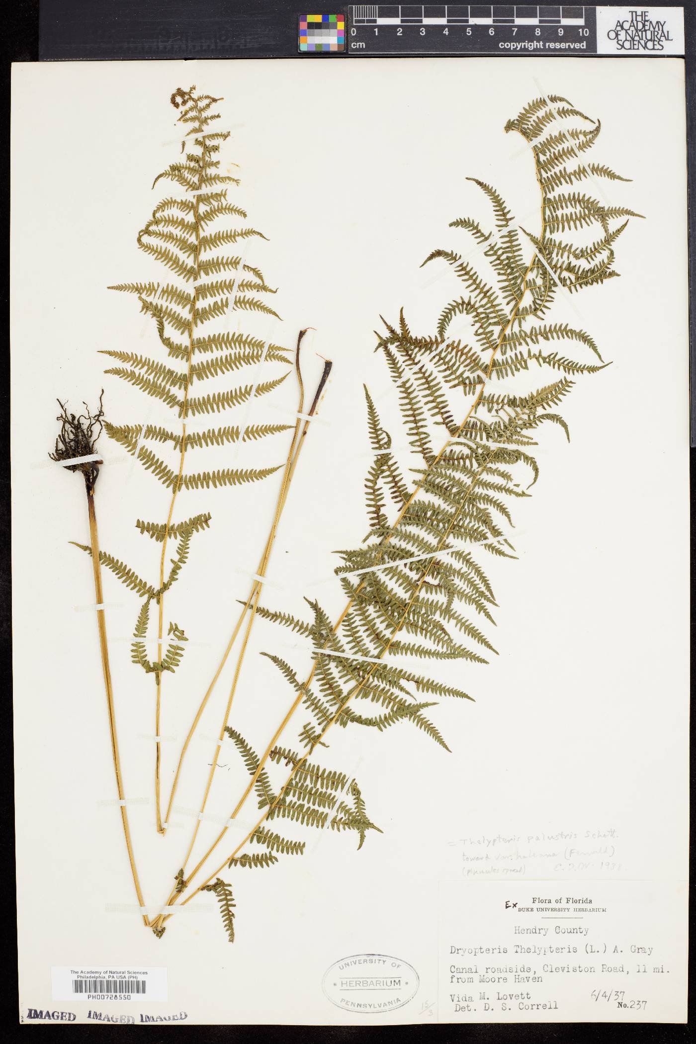 Thelypteris palustris var. haleana image