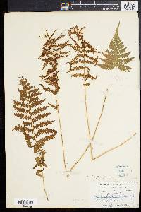 Thelypteris palustris var. pubescens image