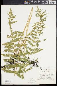 Thelypteris palustris var. pubescens image