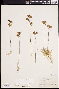 Utricularia cornuta image