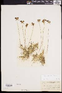Utricularia cornuta image