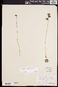 Utricularia cornuta image