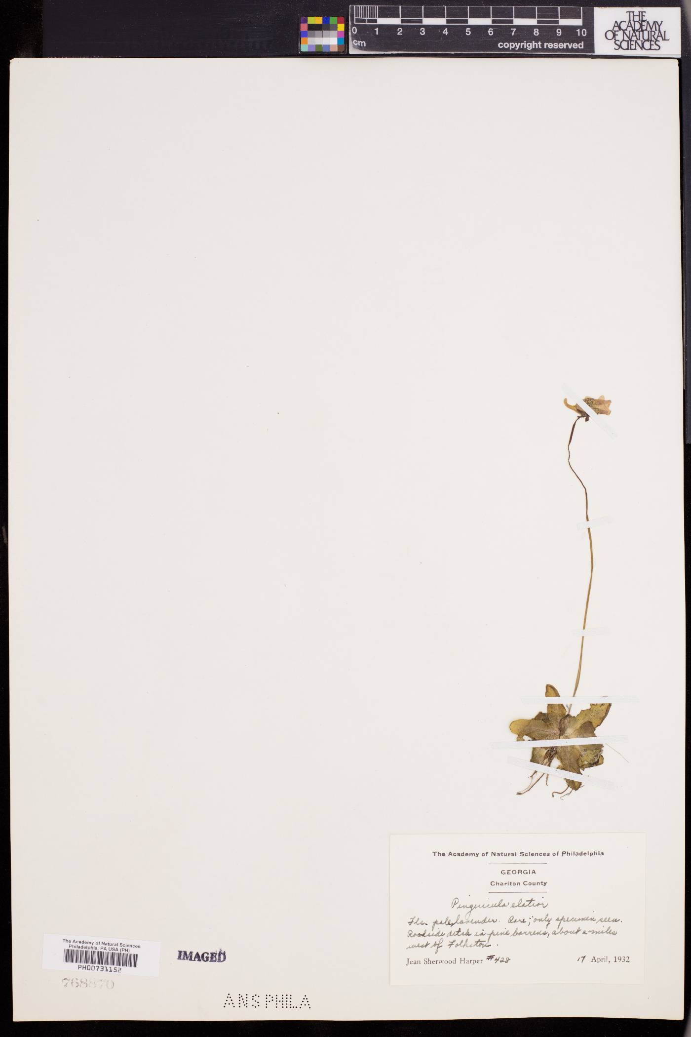 Pinguicula elatior image