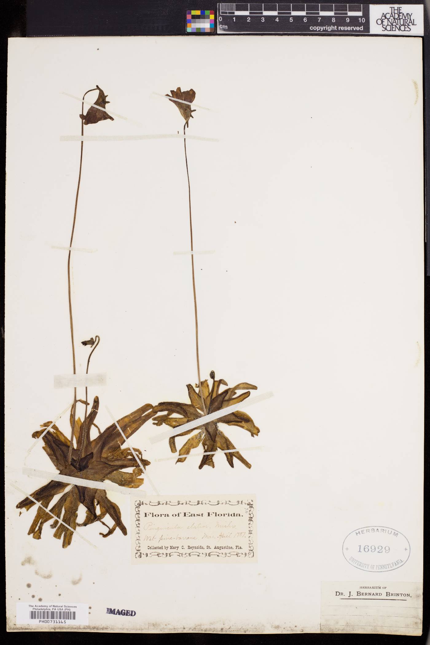 Pinguicula elatior image
