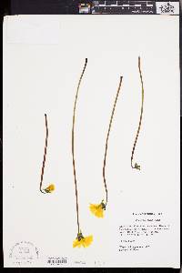 Pinguicula lutea image