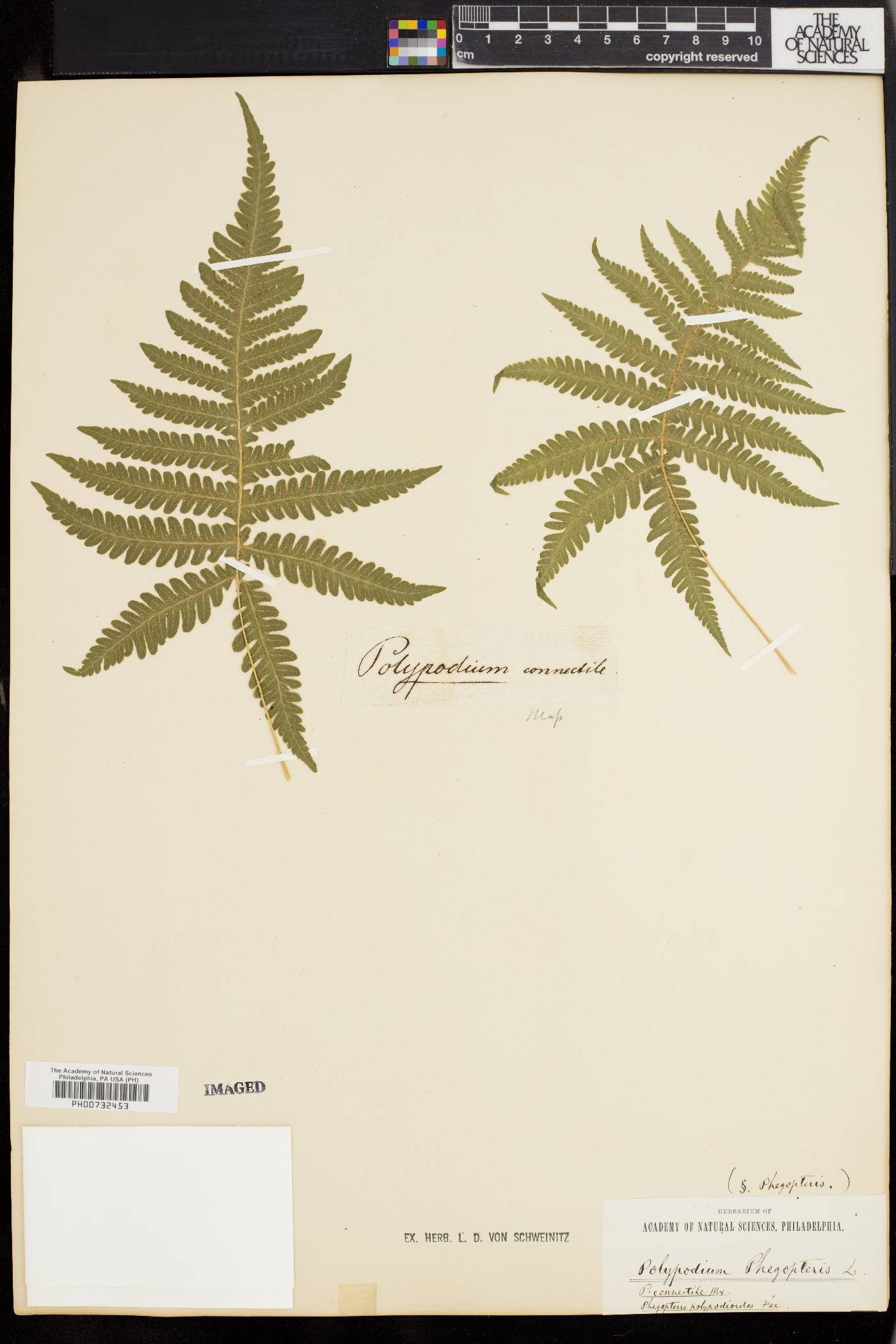 Phegopteris polypodioides image