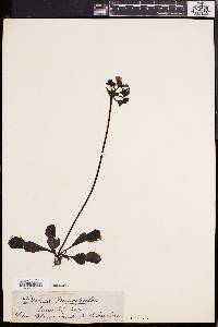 Dionaea muscipula image