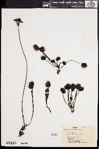 Dionaea muscipula image