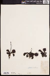 Dionaea muscipula image