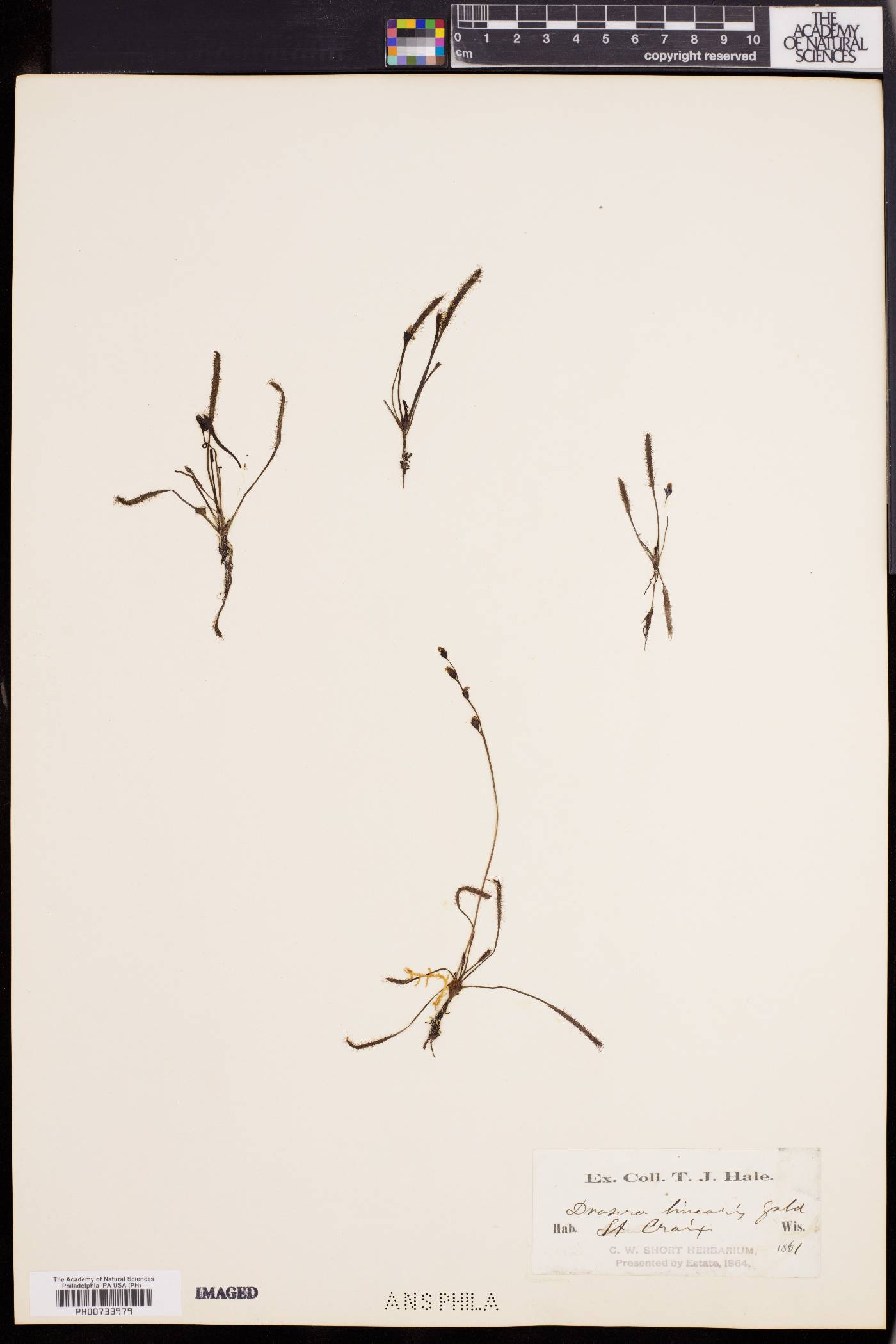 Drosera linearis image