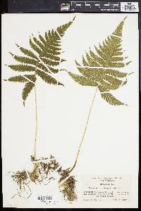 Phegopteris polypodioides image