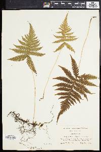 Phegopteris polypodioides image