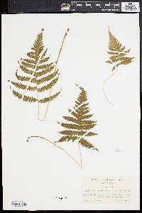 Phegopteris polypodioides image