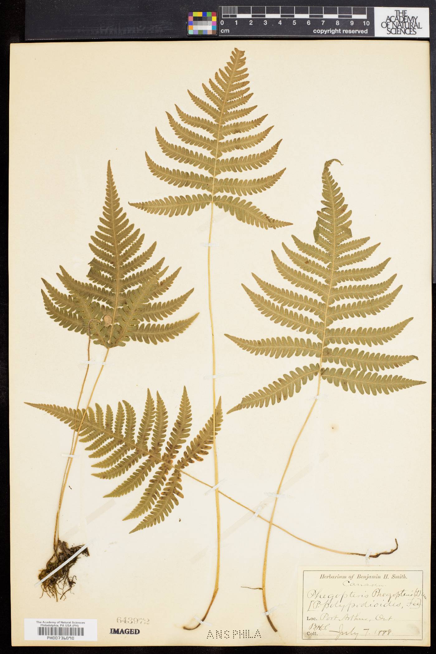 Phegopteris polypodioides image