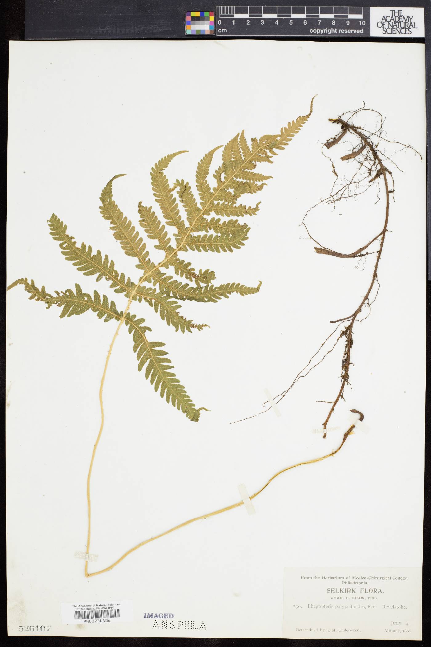 Phegopteris polypodioides image