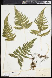 Phegopteris polypodioides image