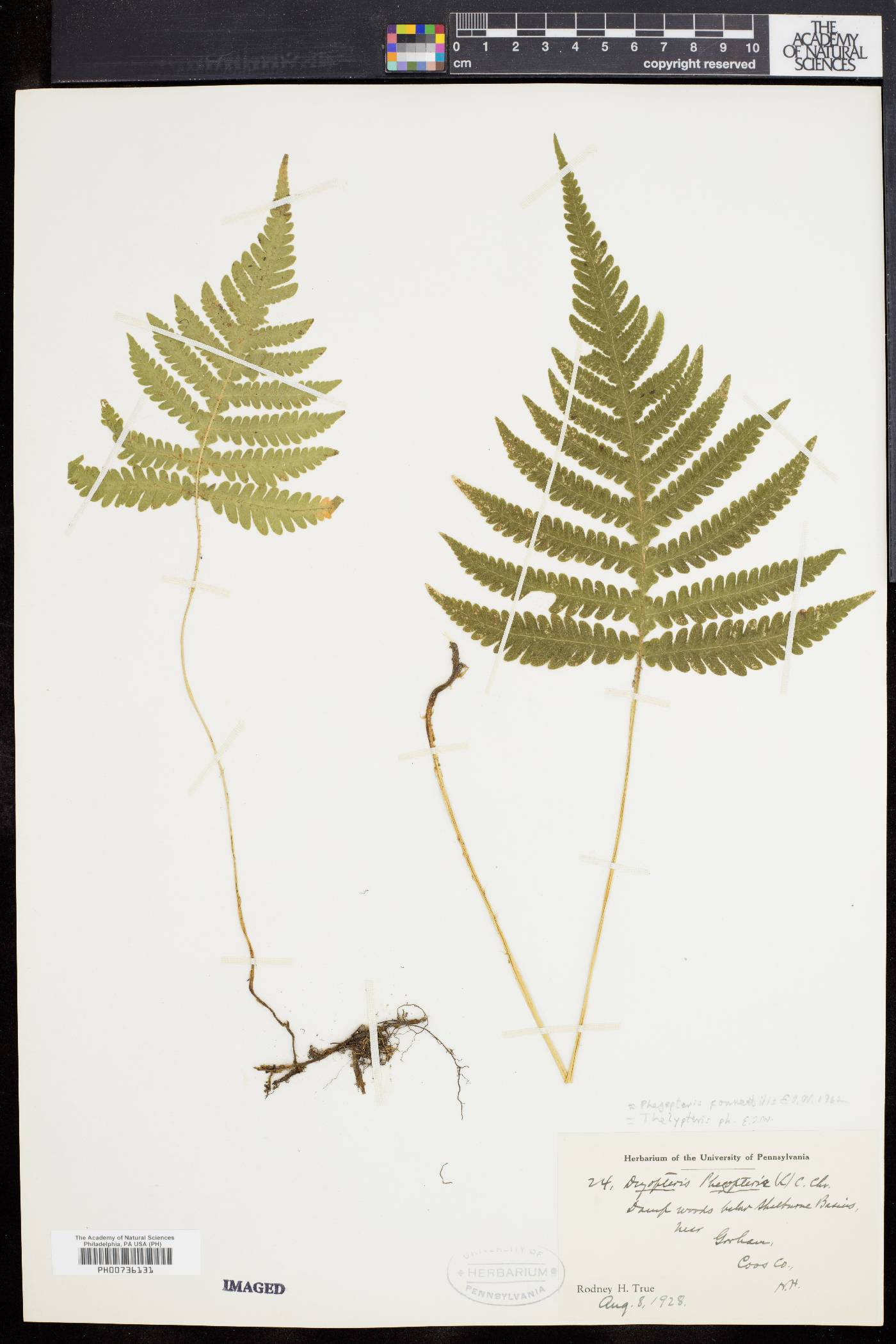 Phegopteris connectilis image