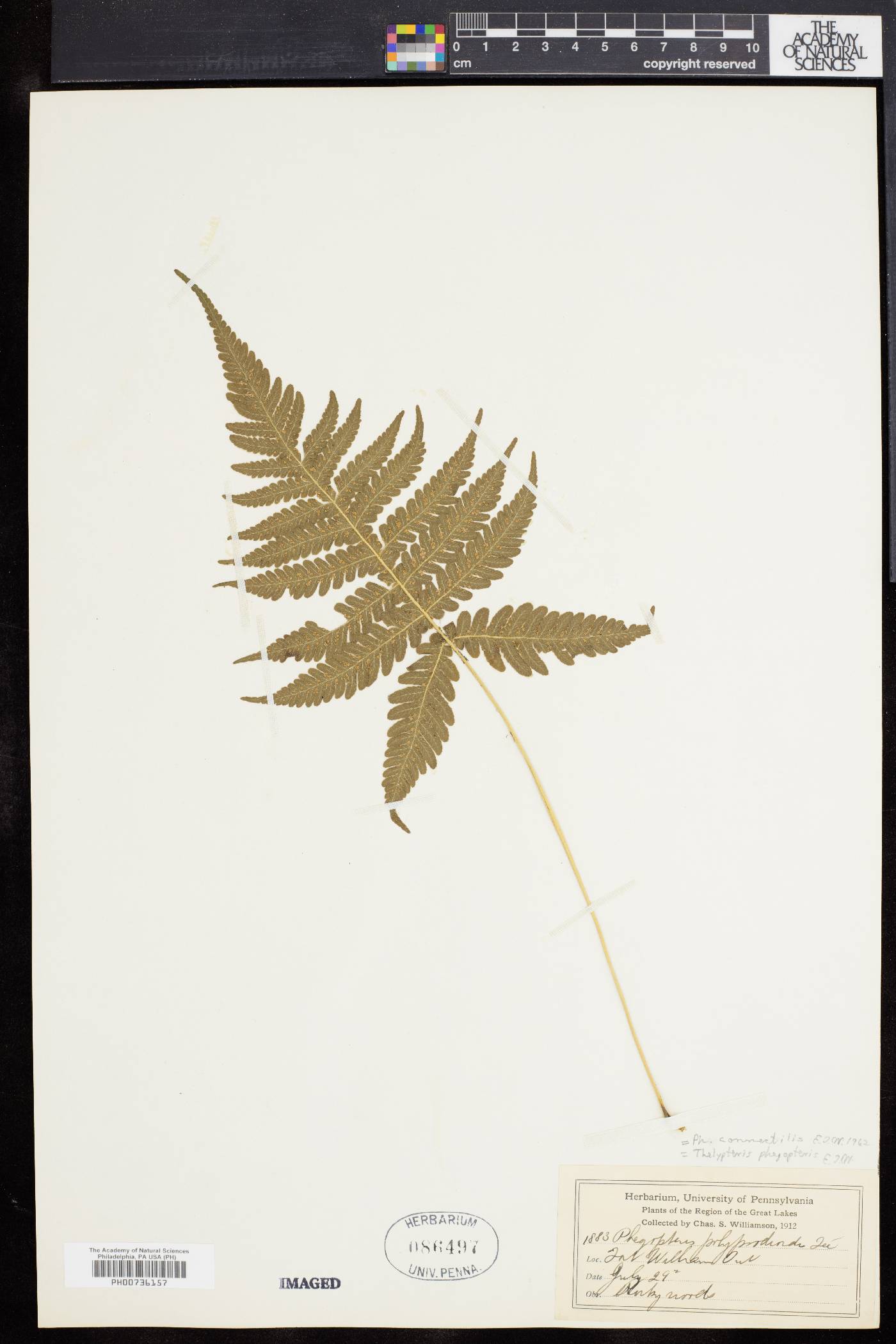 Phegopteris connectilis image