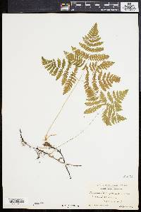 Gymnocarpium dryopteris image